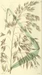 114. Arundo phragmites.