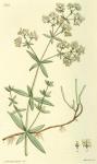 122. Galium boreale.
