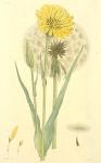 146. Tragopogon pratense.