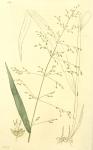 162. Milium effusum.