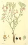 163. Vaccinium myrtillus.