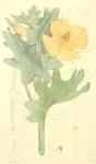 171. Chelidonium glaucium.