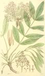 175. Fraxinus excelsior.