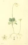 176. Pyrola uniflora.