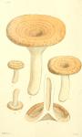 184. Agaricus torminusus.