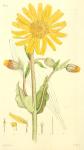 185. Arnica montana.