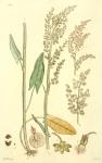 190. Rumex acetosa.