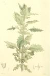 206. Urtica urens.
