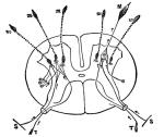 Figure 38. Diagrammatic representation