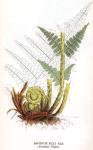 Kuva 4. Aspidium Filix Mas. (Alvejuuri, Träjon).