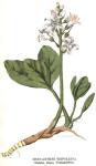 Kuva 6. Menyanthes trifoliata. (Radake, Raate, Vattenklöfver).