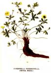 Kuva 3. Potentilla tormentilla (Rätvänä, Blodrot.)