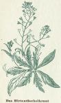 Fig. 88. Das Hirtentäschelkraut.