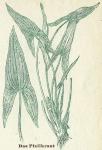 Fig. 109. Das Pfeilkraut.