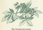 Fig. 119. Der Traubenholunder.