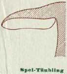 Fig. 13. Spei-Täubling.