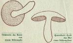 Fig. 14. Röhrenpilze: