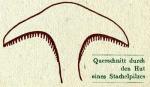 Fig. 15. Querschnitt durch den Hut eines Stachelpi...