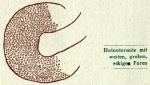 Fig. 18. Hutunterseite