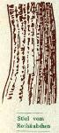 Fig. 20. Stiel vom Rothäubchen.