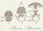 Fig. 31. Entwicklung.