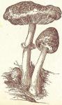 Fig. 39. Acker-Schirmpilz.