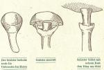 Fig. 59. Schleier.