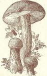 Fig. 64. Rothäubchen.