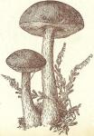 Fig. 65. Birkenpilz.