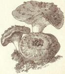 Fig. 69. Habichtspilz.