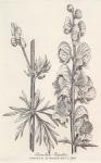 006. Aconitum napellus.