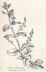007. Veronica beccabunga.