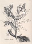 019. Helleborus foetidus.