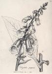 024. Digitalis purpurea.