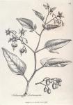 033. Solanum dulcamara.