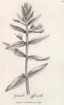 047. Gratiola officinalis.