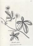 059. Potentilla reptans.
