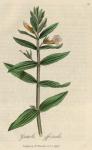 047. Gratiola officinalis. C.