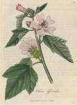 053. Althaea officinalis. C.