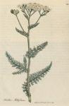 064. Achillea millefolium. C.