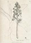 090. Orchis mascula.