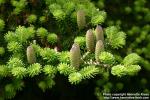 Photo: Abies koreana.