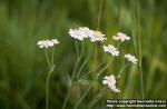 Photo: Achillea ptarmica.