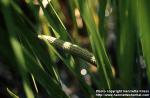 Photo: Acorus calamus.