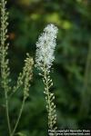 Photo: Cimicifuga racemosa 7.