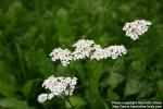 Photo: Achillea millefolium 11.