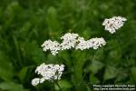 Photo: Achillea millefolium 11.