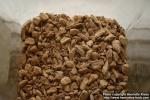 Photo: Acorus calamus 5.
