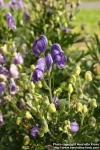 Photo: Aconitum napellus 7.