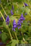 Photo: Aconitum fischeri 1.